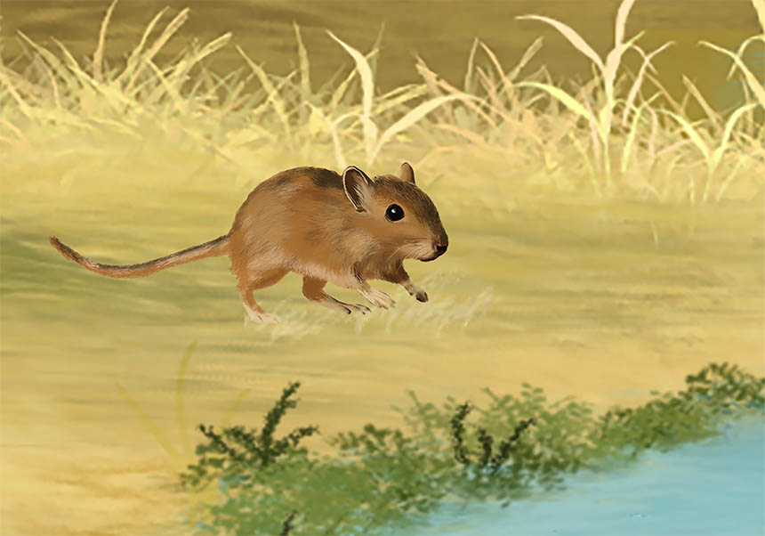 Recreación de la nueva especie de gerbillo africano hallado en la península ibérica. Ilustración: Noa Mora (Escola d'Art i Disseny de Tarragona).
